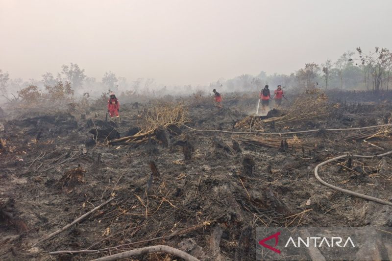 12 Orang Jadi Tersangka Karhutla di Kalimantan Tengah